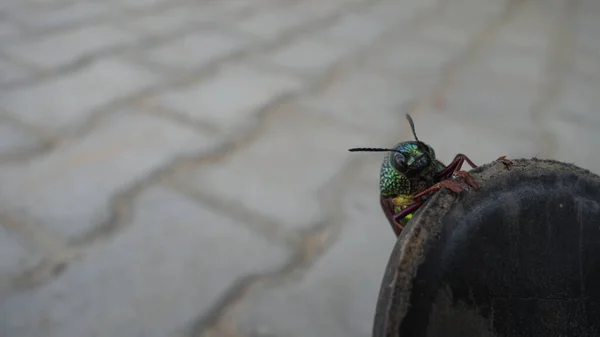 Juvelskalbagge Eller Chrysocoris Stollii Cementblockets Struktur Makroinsektssternocera Och Grönt Huvud — Stockfoto