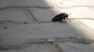 Çimento bloğu dokusunda mücevher böceği veya chrysocoris stollii. Makro böcek sternocera ve kanatlı yeşil kafa. Hintli uçan böcekler