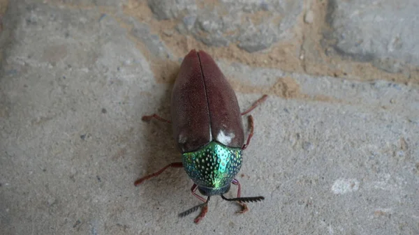 Escarabajo Joya Chrysocoris Stollii Textura Del Bloque Cemento Macro Insecto — Foto de Stock