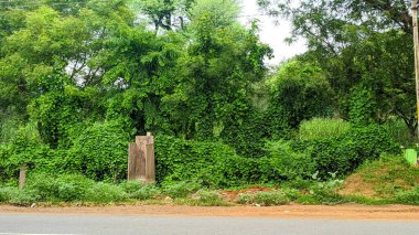 Tırmanmak ya da Sürünen Sabah ihtişamı ağaçlara asma dikmek. Beyaz sabah zaferi ya da belirsiz sabah zaferi çiçeği ve yaprak arkaplan