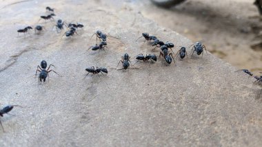 Taş doku arka planında karınca makro fotoğrafı. Karıncalar termit tepeciğinde, kil toprağında çalışıyor.