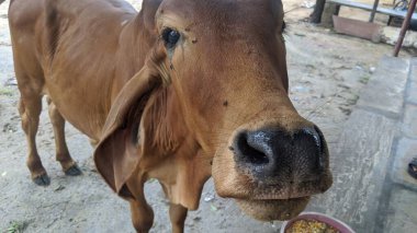 Kırmızı bir Zebu, Bos Taurus indicus duruyor ve kameraya bakıyor. Hindistan 'da bir sığır ya da sığır kamburu.
