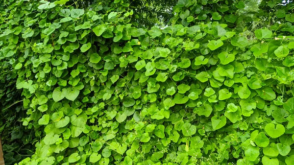 Climbing or Creeping Morning glory plants vines on the trees. white morning glory or obscure morning glory flower and leaf background