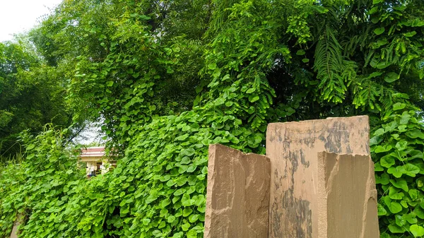 Climbing Creeping Morning Glory Plants Vines Trees White Morning Glory — Stock Photo, Image