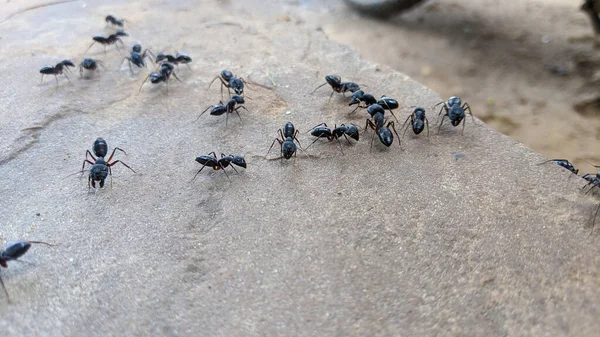 Ants Macro Photo Stone Texture Background Ants Working Termite Mound — Stock Photo, Image