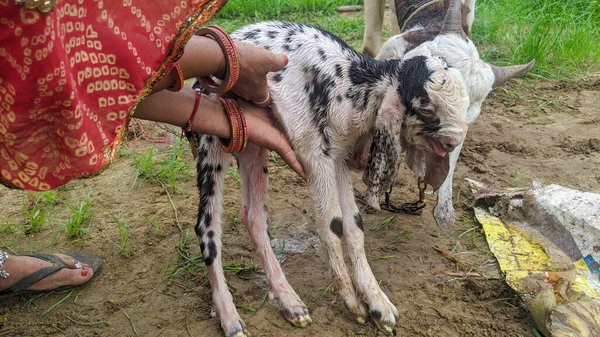 A women is helping the goat for birth a baby. newborn goat baby in animals farmland