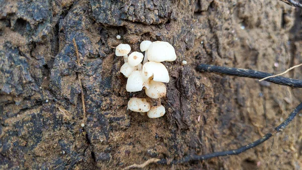 Groupe Champignons Blancs Frais Sur Arbre Algues Vertes Champignons Champignons — Photo