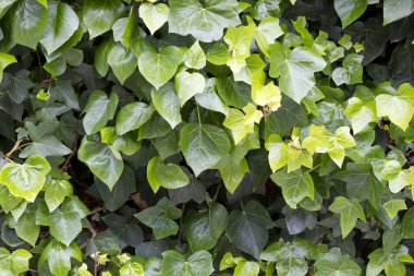 (Hedera helix Hedera yeşil yaprakları)
