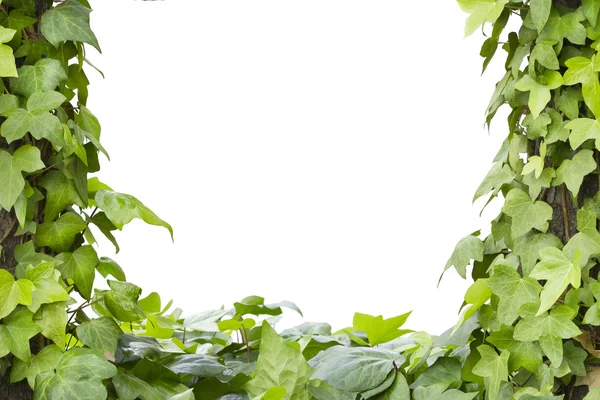 Hedera kare görüntü