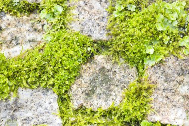 Taşlar arasında bitki örtüsü