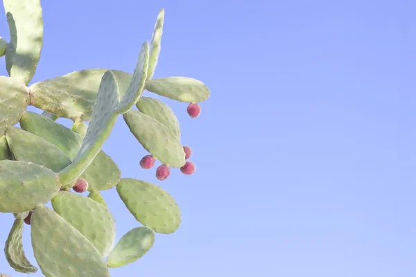 Opuntia ficus-indica (inciri)