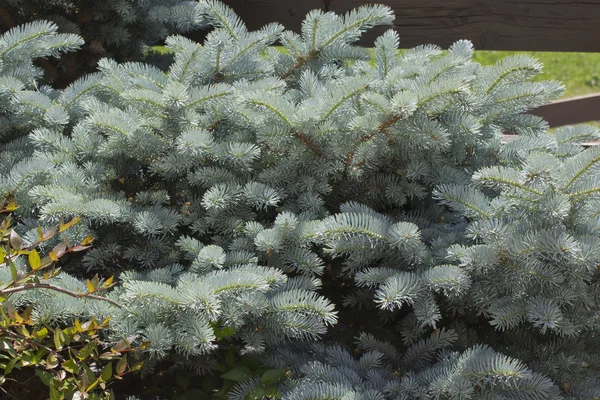 Blue spruce (Picea pungens) — Stock Photo, Image