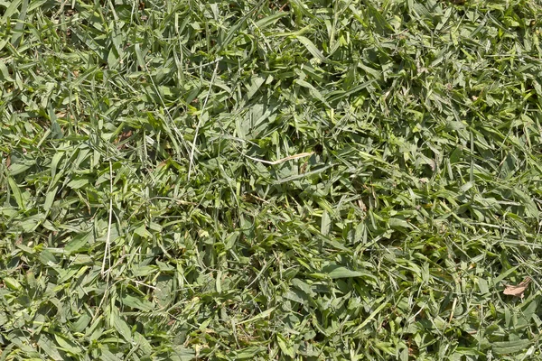 Freshly mown grass — Stock Photo, Image