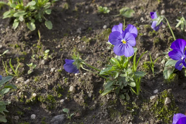 Menekşe hercai menekşe (Viola wittrockiana)