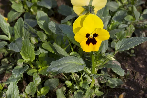 Geel viooltje (Viola wittrockiana) — Stockfoto