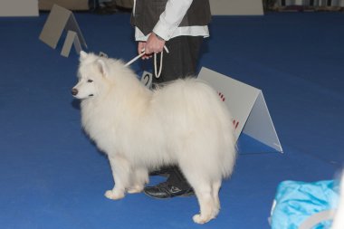 Samoyed köpek kira kontratı ayakta mavi halı, kapalı fotoğraf üzerinde
