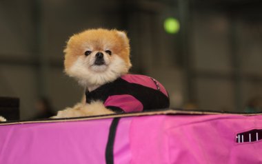Pembe podyuma oturan Pomeranian spitz köpek 
