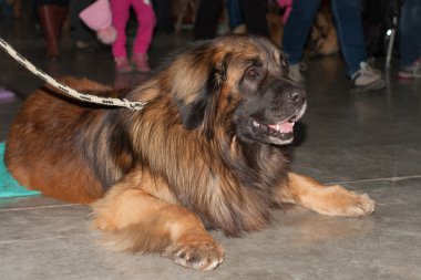 Leonberger yerde, kapalı fotoğraf 