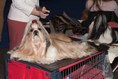 Kadın tarak Lhasa Apso uluslararası köpek göstermek