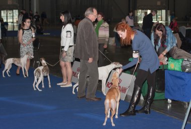 Uluslararası köpek Brünn, Duo CACIB göster 