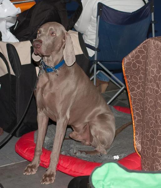 Kapalı fotoğraf katta oturan Weimaraner köpek — Stok fotoğraf