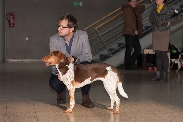 Exposicion internacional de perros Duo CACIB en Brno — Foto de Stock