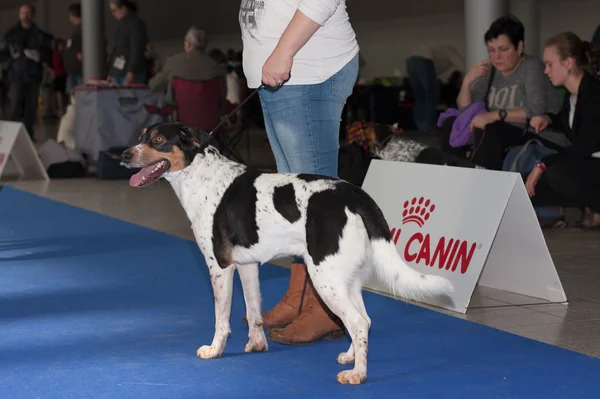 Uluslararası köpek Brünn, Duo CACIB göster — Stok fotoğraf