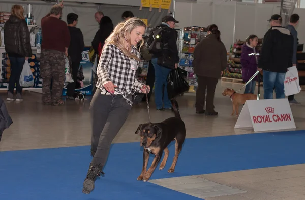 Международная выставка собак Duo CACIB в Брно — стоковое фото