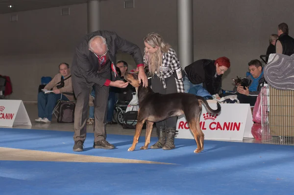 Exposicion internacional de perros Duo CACIB en Brno — Foto de Stock