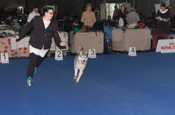 Internationale show hond Duo Cacib in Brno — Stockfoto