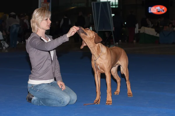 Uluslararası köpek Brünn, Duo CACIB göster — Stok fotoğraf