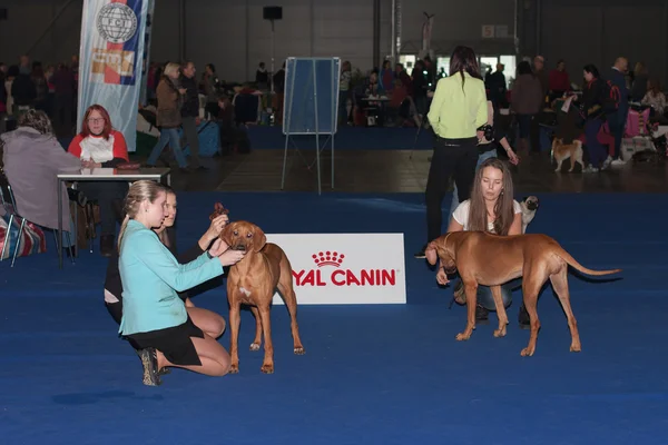Internationale show hond Duo Cacib in Brno — Stockfoto