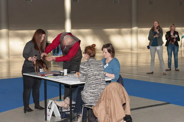 Exposicion internacional de perros Duo CACIB en Brno —  Fotos de Stock