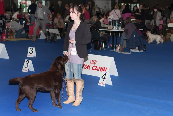 Exposicion internacional de perros Duo CACIB en Brno —  Fotos de Stock