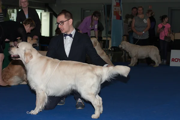 Uluslararası köpek Brünn, Duo CACIB göster — Stok fotoğraf