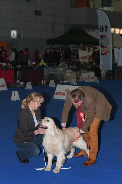 Internationale show hond Duo Cacib in Brno — Stockfoto