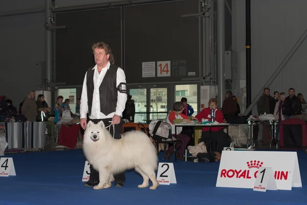 Internationale show hond Duo Cacib in Brno — Stockfoto