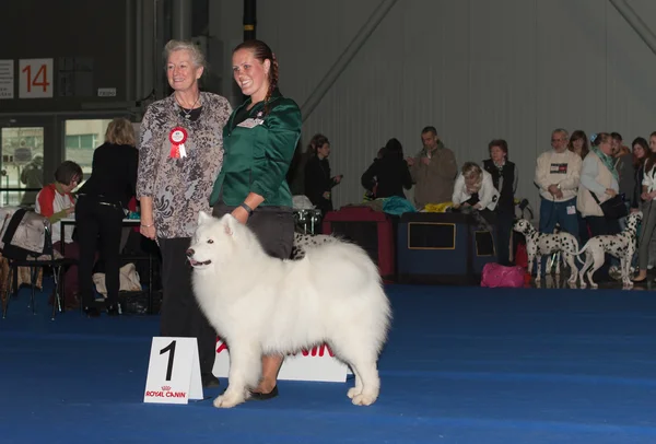 Internationale show hond Duo Cacib in Brno — Stockfoto