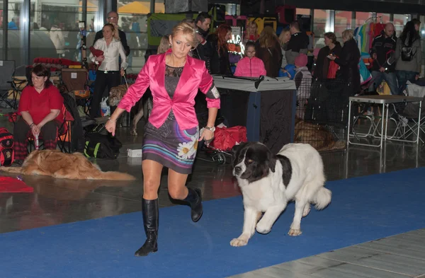 International dog show Duo CACIB in Brno — Stock Photo, Image