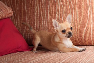 Kanepeye, 4 aylık erkek yalan Chihuahua köpek yavrusu 