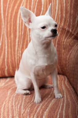 Beyaz koltukta, 3 yaşında erkek oturan Chihuahua.