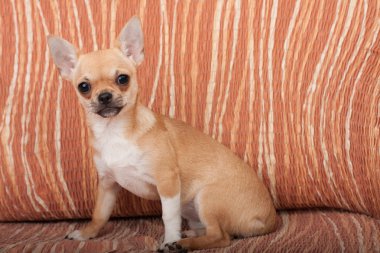  Chihuahua köpek yavrusu kanepeye, 4 aylık dişi oturan 