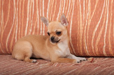  Kanepeye, 4 aylık erkek yalan Chihuahua köpek yavrusu 