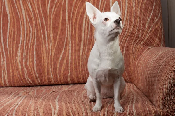 Beyaz koltukta, 3 yaşında erkek oturan Chihuahua. — Stok fotoğraf