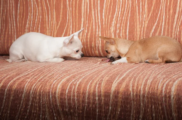 Dos perros Chihuahua tumbados en un sofá con golosina masticable — Foto de Stock