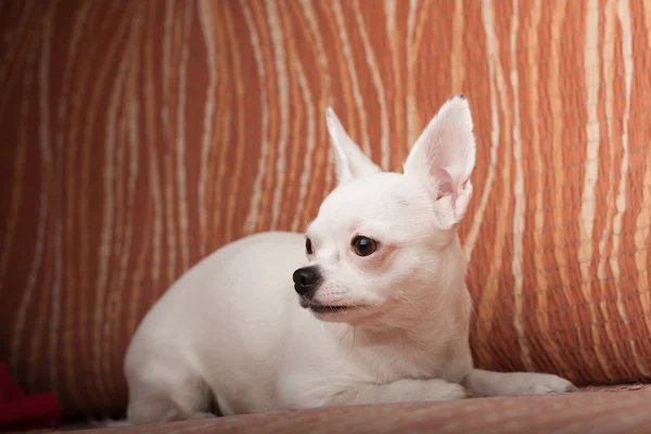 Chihuahua blanca acostada en un sofá, 3 años mujer . — Foto de Stock