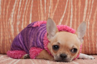 Chihuahua köpek yavrusu ile kanepede yatan Kazak giymiş
