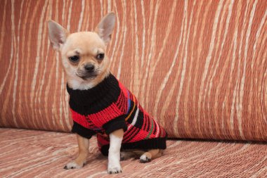Koltukta oturan kazak ile giyinmiş Chihuahua köpek yavrusu