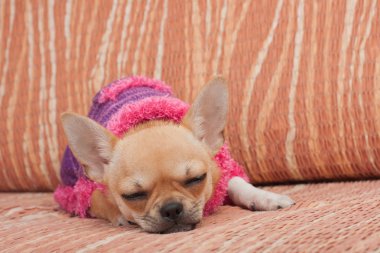 Chihuahua köpek yavrusu ile kanepede uyuyan Kazak giymiş