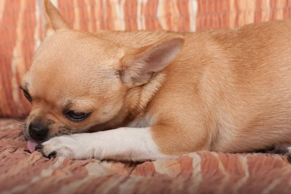 Chihuahua cachorro acostado en el sofá, 4 meses hembra — Foto de Stock